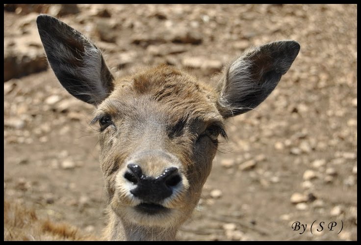 Zoosafari (Fasano) by Salvatore princigall…