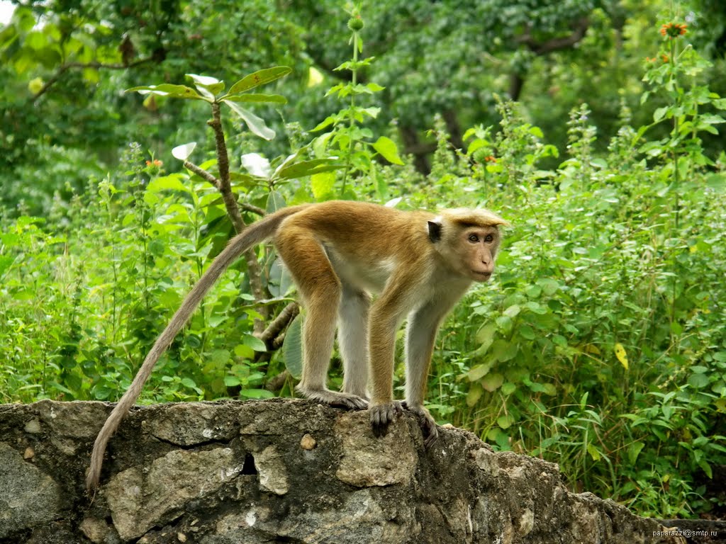 Sri Lanka Dambulla Monkey by Paparazzi Stas