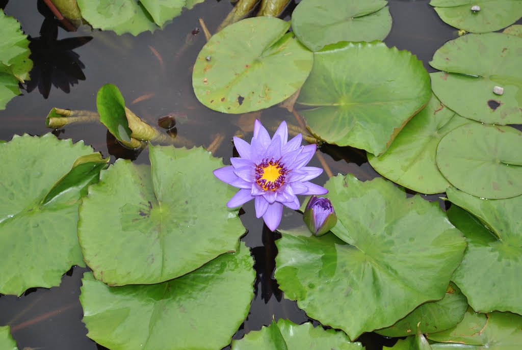 Fiori sull'Isola Bella - Lago Maggiore by francyworld