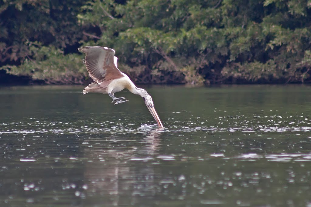 Fishing pelican by Ronh