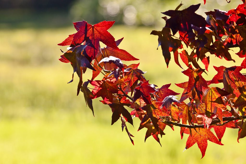 Some More Autumn Delight for Tonia by Erik van den Ham