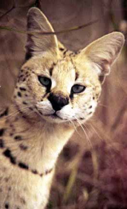 Lucky Serval @BigCatRescue by BigCatRescue