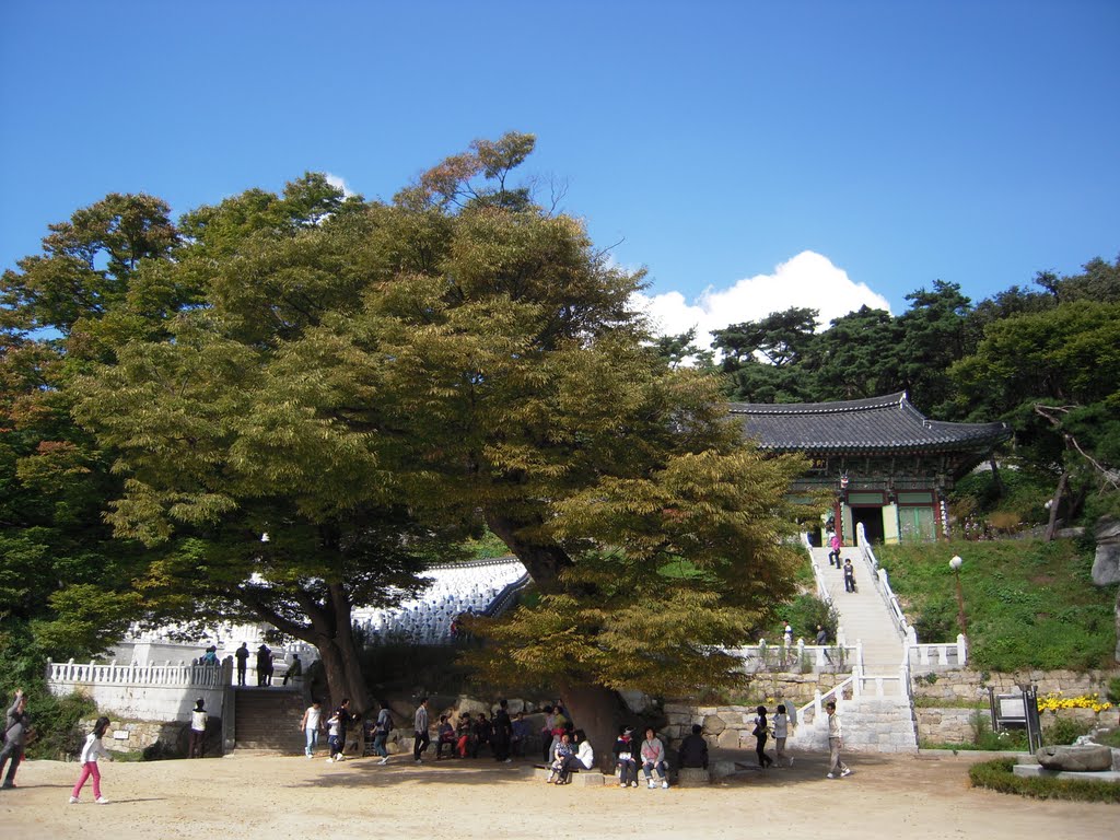 A 600 years old tree, Bo-Moon-Sa (普門寺) Temple, Gang-Hwa-Goon (江華郡), In-Cheon, Korea. by MC Han