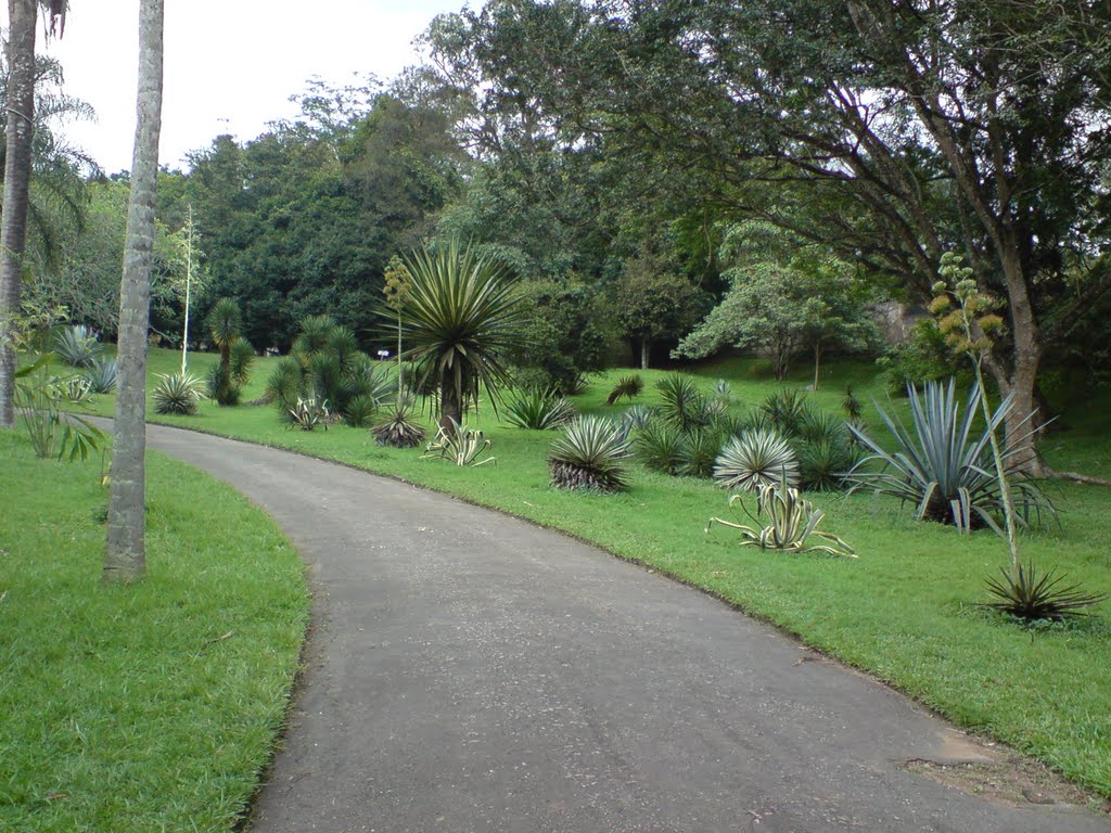 Peradeniya garden(kandy sri lanka) by sanjeewa gunawardena