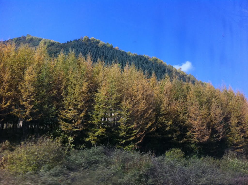 Vegetation diversity of Lugu Mountain area露骨山附近的植被多样性 by garyzengqiang