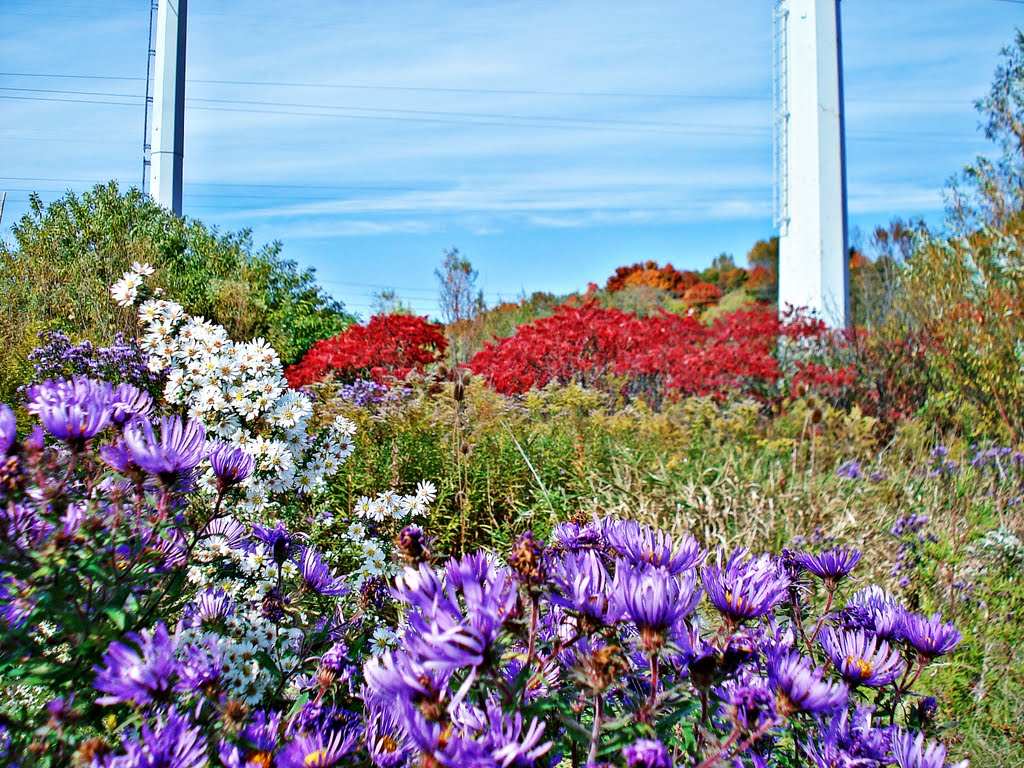 Wildflowers Under Ellesmere Hydro Corridor by pano_fan2010