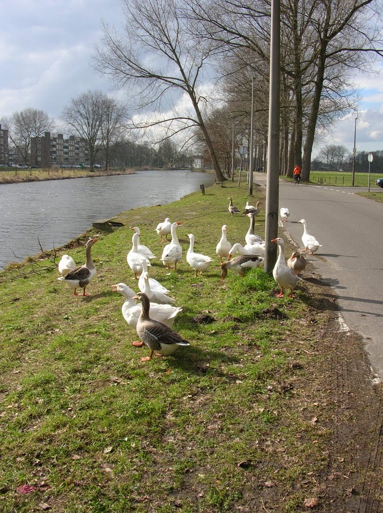 Ganzen aan de Vecht, Muinck Keizerbrug, Zuilen, Utrecht by vinzz