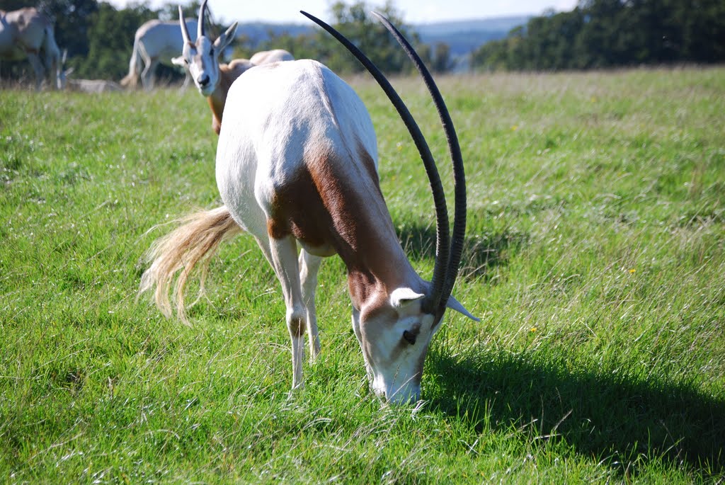 Scimitar-Horned Oryx @ Longleat Safari Park by Ian Baxter