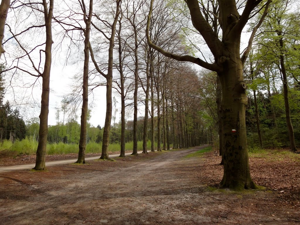 Bomenlaan in het bos tussen Hooge Vuursche en Groeneveld by ednl