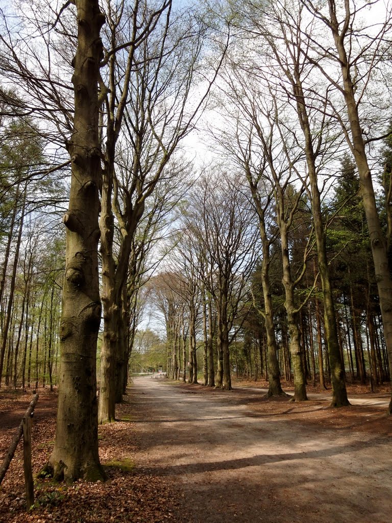 Bomenlaan in het bos tussen Hooge Vuursche en Groeneveld by ednl