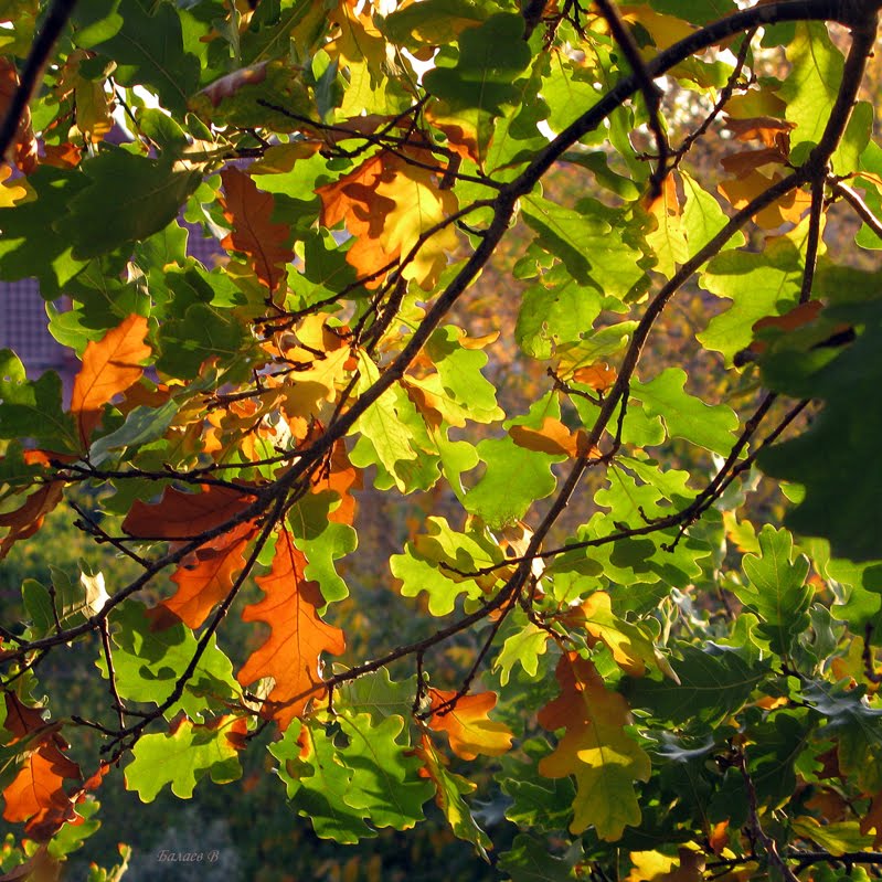 Гармония осени. / Harmony autumn. by Vasilj Balaev