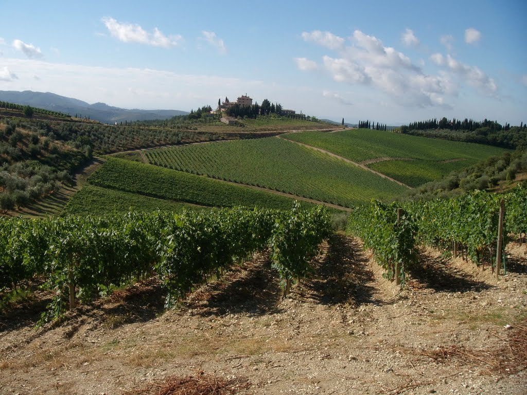 Vigna presso Radda in Chianti, Siena, Italia by Gabriele Cellai