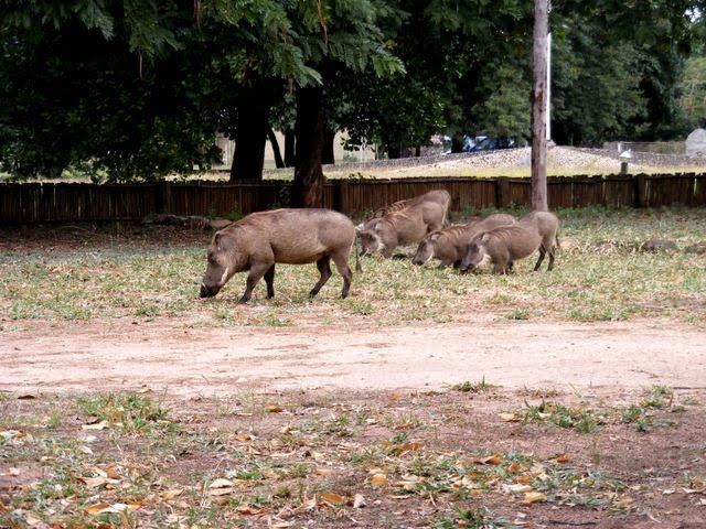 Warthog feeding time by Debbie Thomas