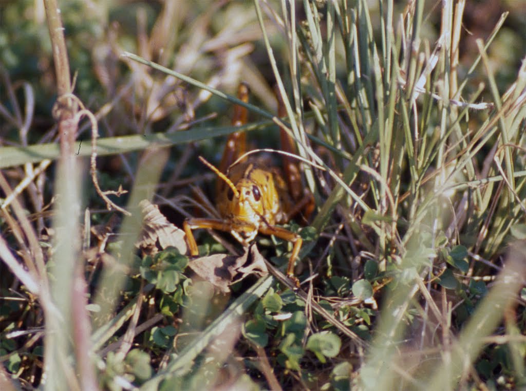 Grasshopper at Lake Woodruff by Popcorn Studios