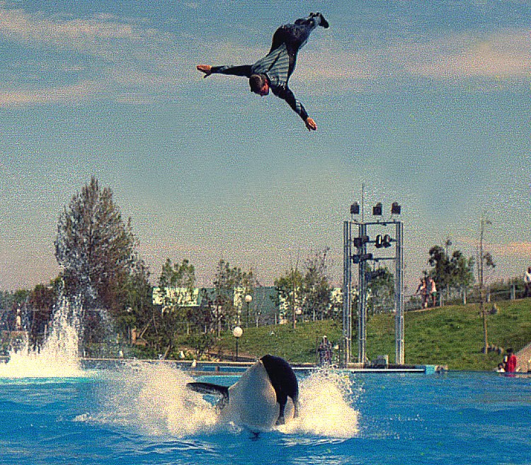 Shamu at San Diego Sea World. 1988. by Antonio Cristerna