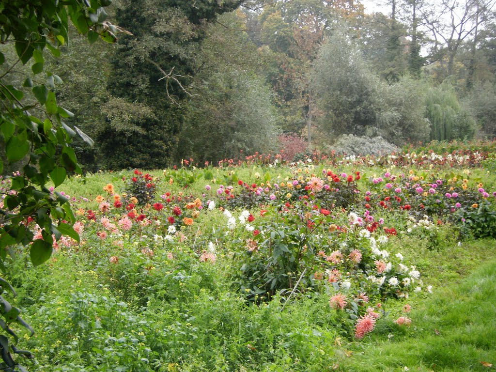 Gärtnerei von Sanssouci by Green Island