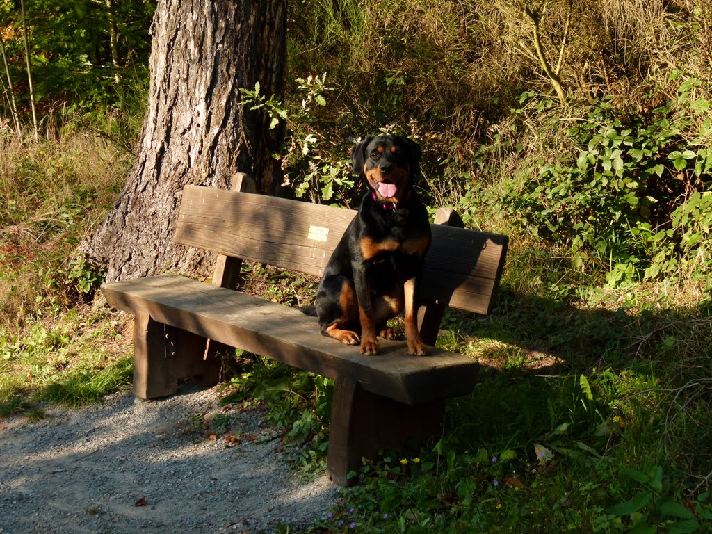 A Bench For Siggy With Alpha by Alexander Reuss