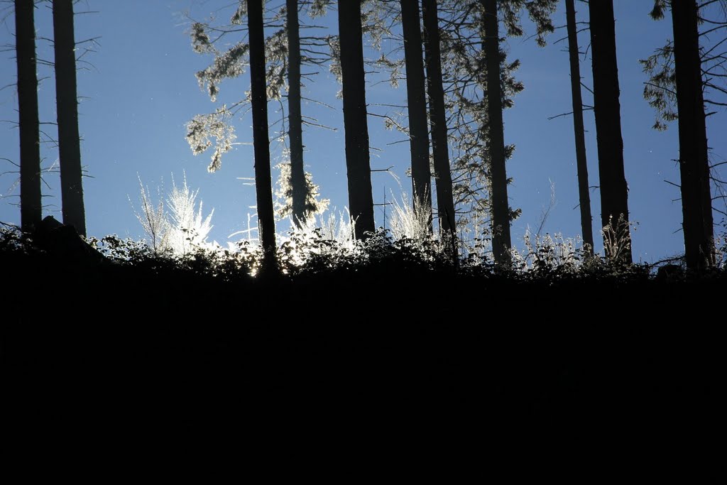 Naturpark Rothaargebirge by © Wim