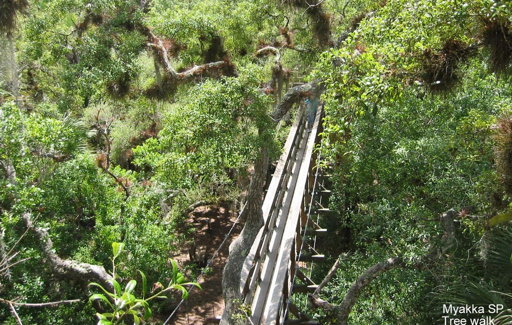 Elevated tree walk in Myakka River State Park, Florida by Brian Carter