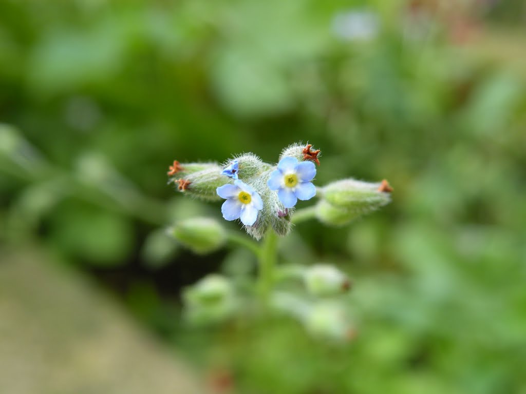 Bosvergeet-mij-nietje (Myosotis sylvatica) (© wfmw) by © wfmw