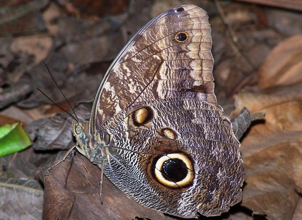 Owl Butterfly / Mariposa Lechuza o mariposa Búho (Caligo idomeneus) by Nancy Wenzel