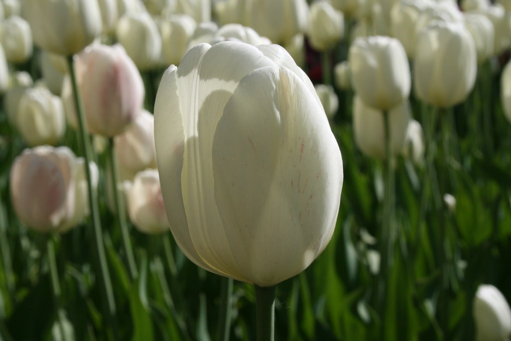 The Tulip Festival - Ottawa by ionutcanada