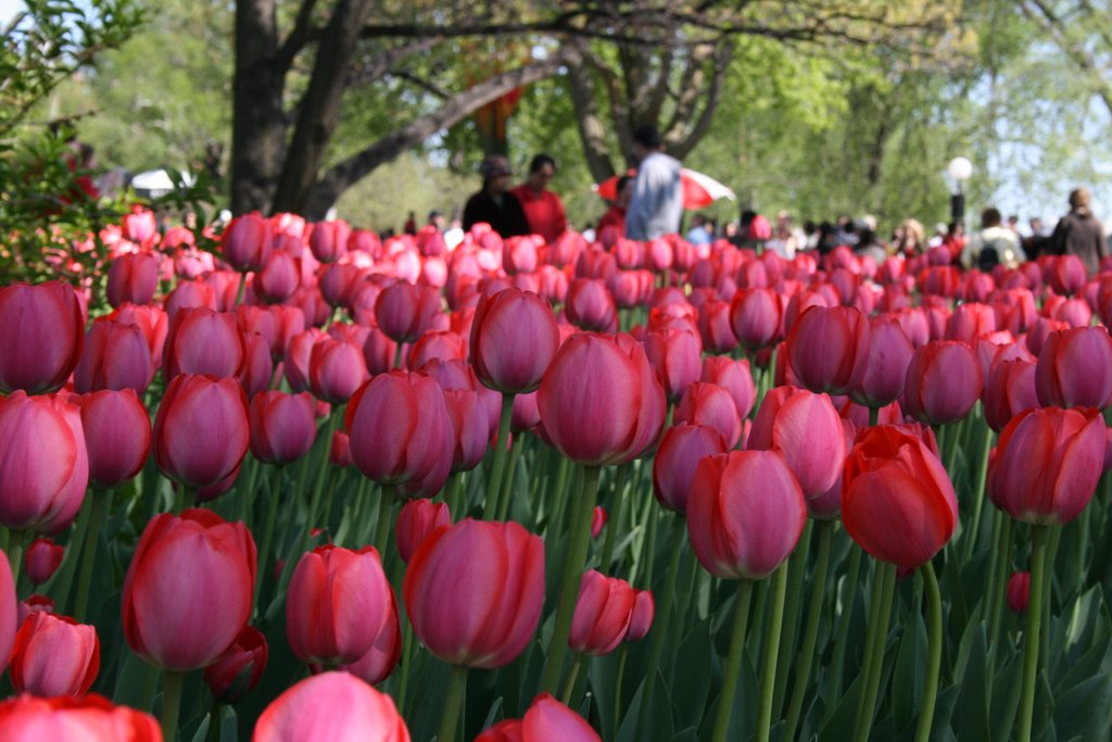 The Tulip Festival - Ottawa by ionutcanada