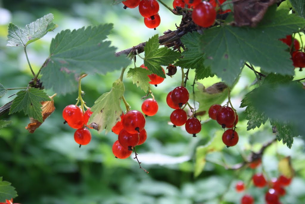 Red berries by sibirica