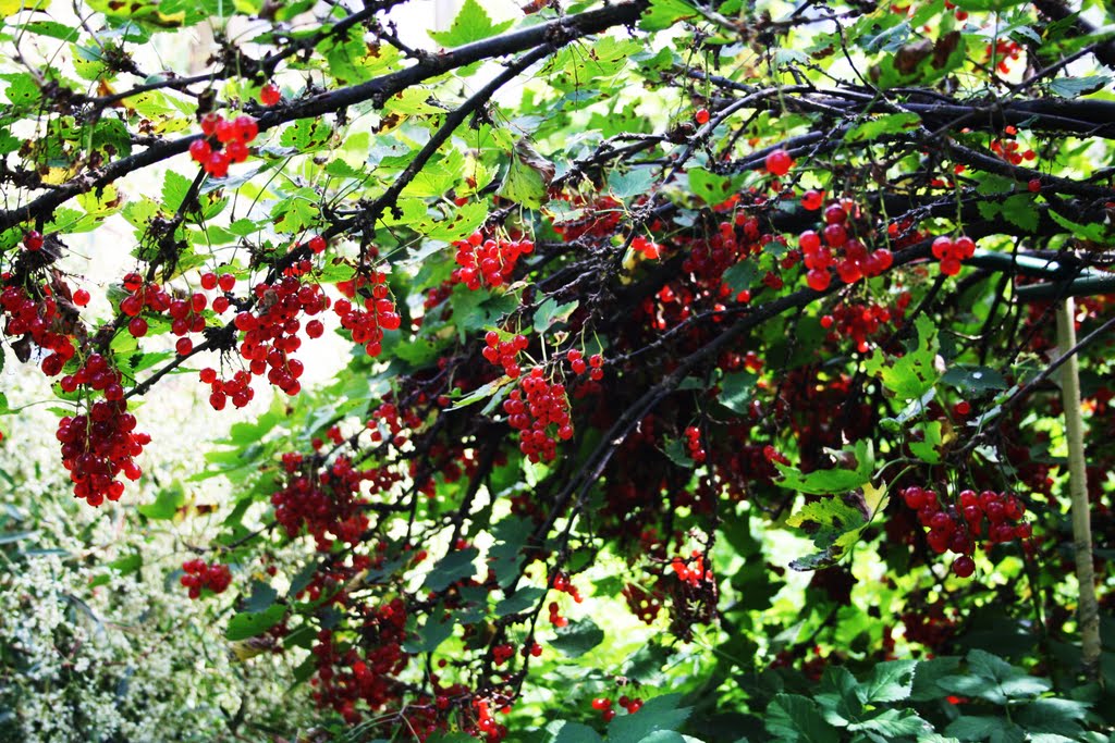 Red berries by sibirica