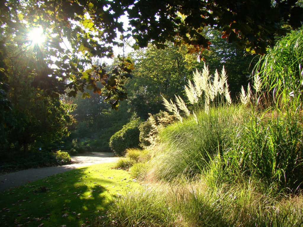 Low sun illuminating grasses, Sheffield Botanical Gardens S11 by sixxsix