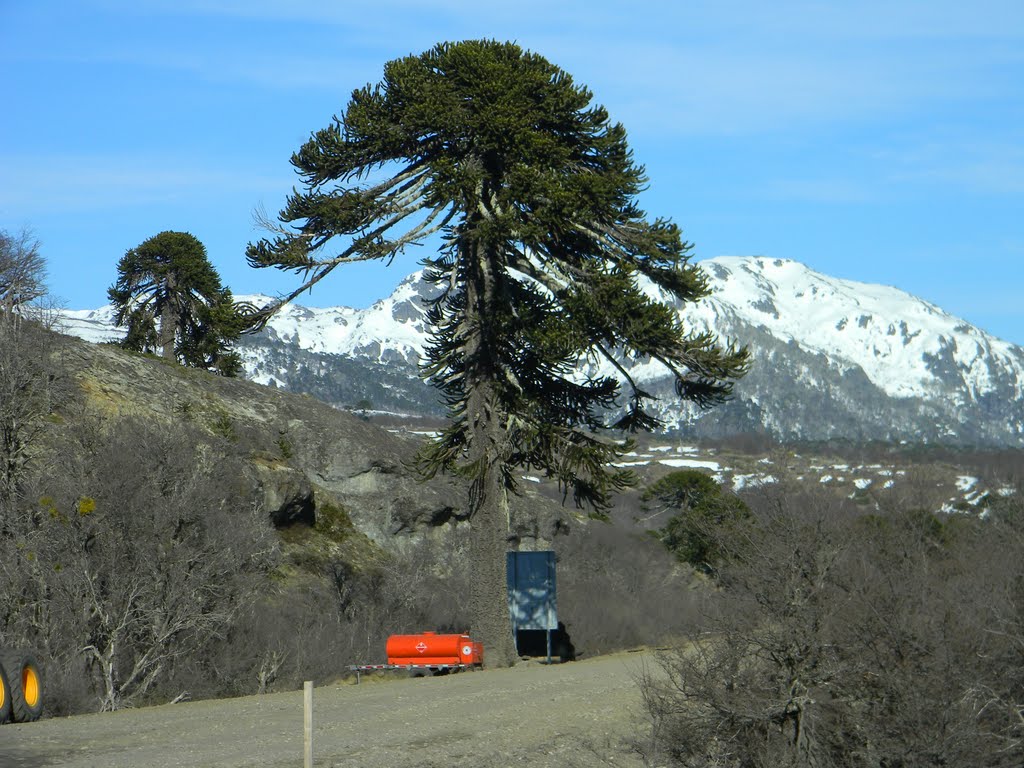 Araucaria milenaria by Pedro Gresko