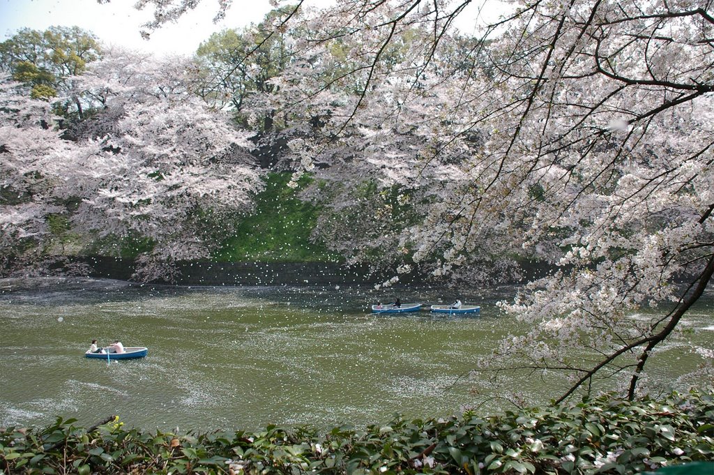 Sakura-Sakura, Chidorigahuchi, Tokyo by sue-rose