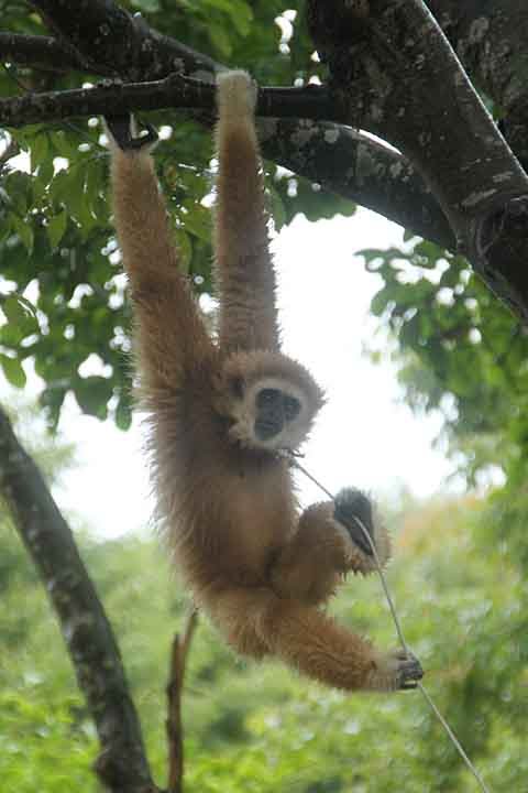 White-handed gibbon at Fukuchiyama City Zoo by nutakku