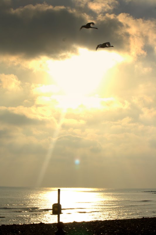 Swans at day break by Enda Mc Cormack