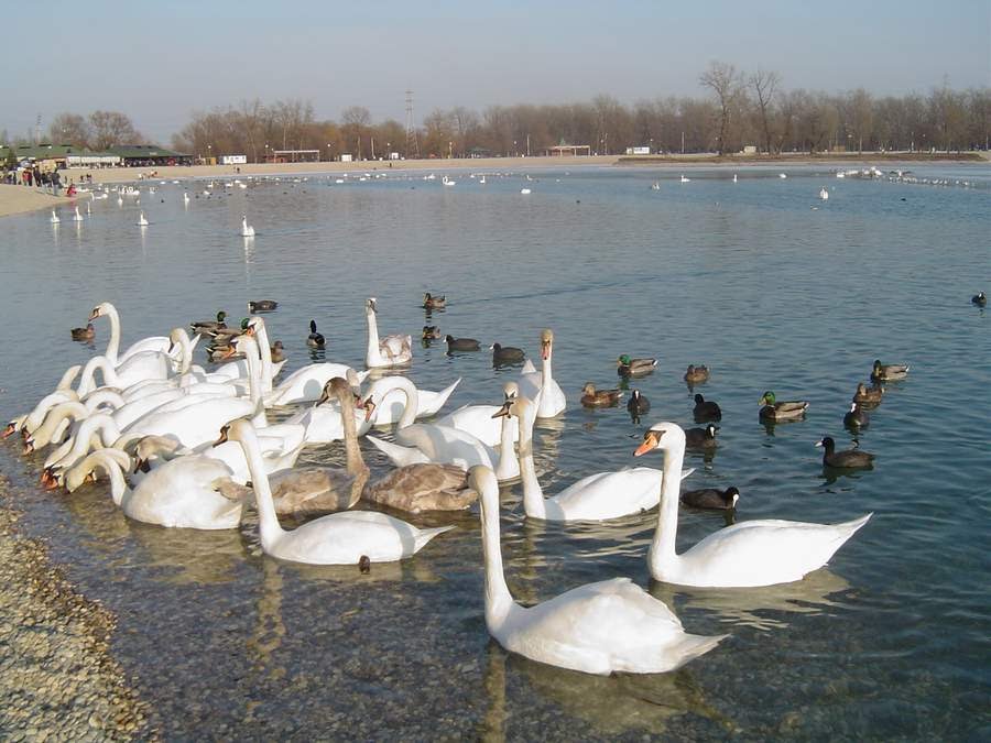 Swans & ducks on lake Jarun by rajac5