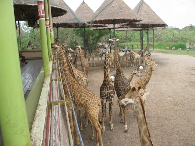 Giraffes by MEHDI HASANIPOOR