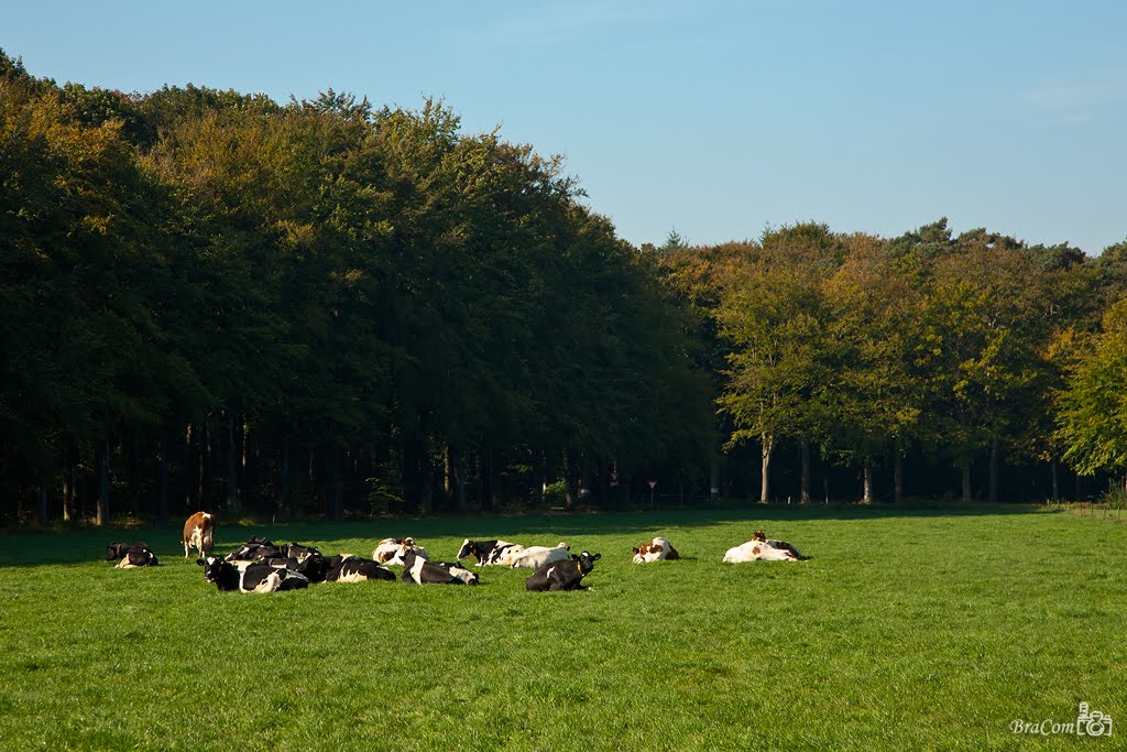 Cows in October Sun by © BraCom (Bram)