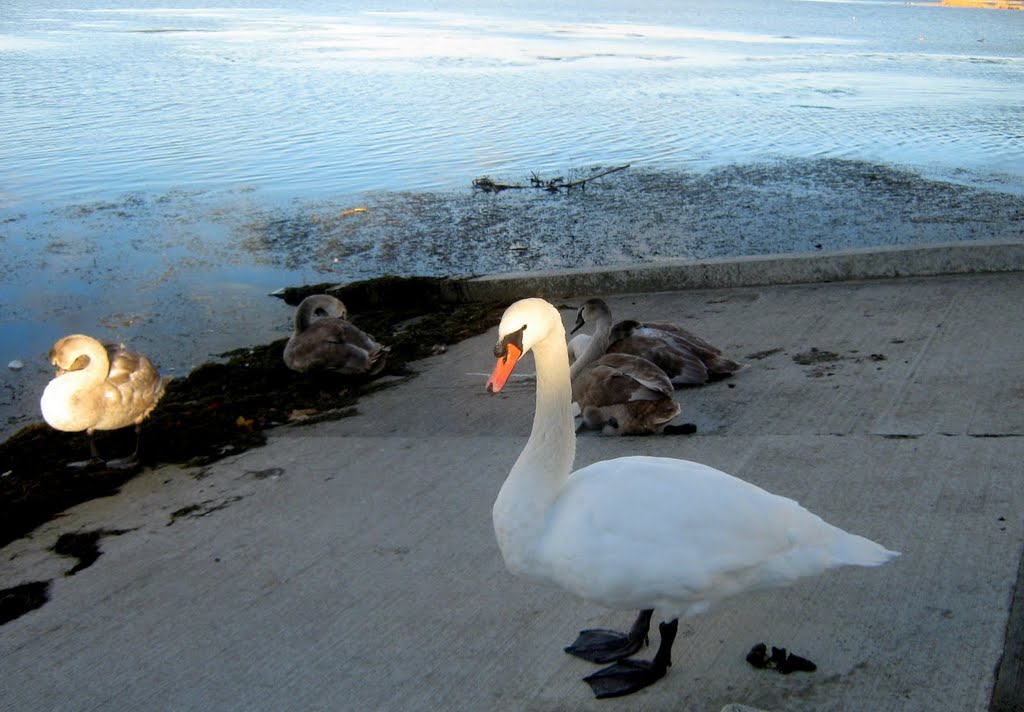 Luige perekond Haapsalu promenaadil by Malle Aro