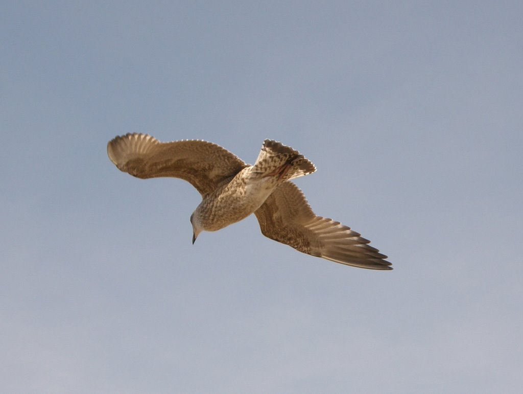 Gull in Flight by © Douglas MacGregor