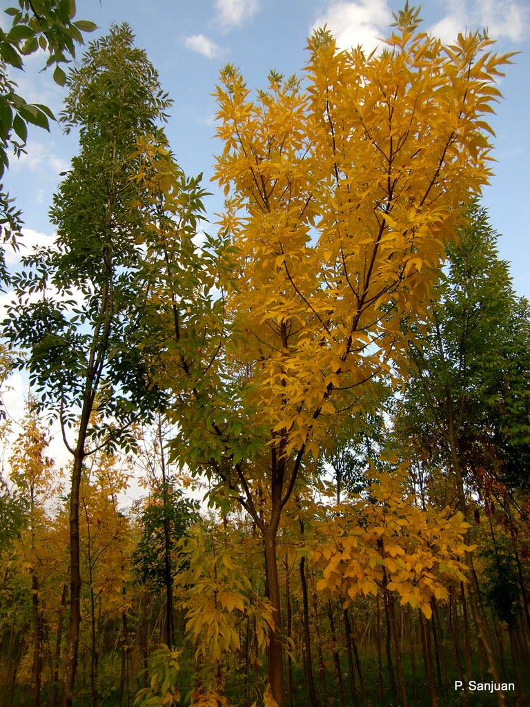 Arce Negundo en Otoño by P. Sanjuan