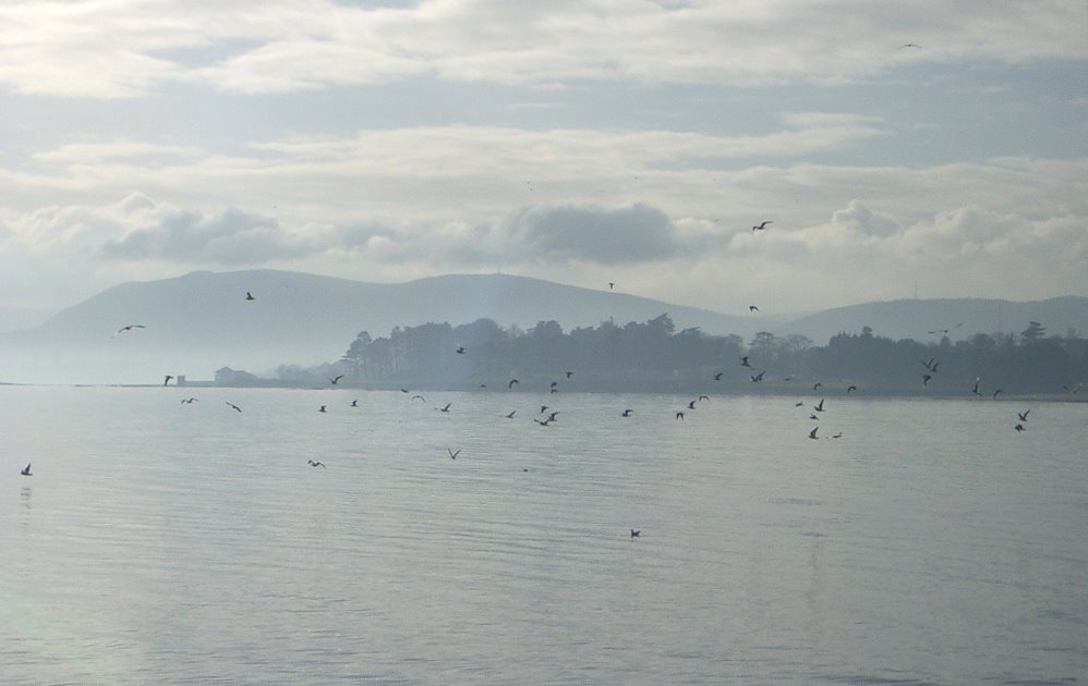 Belfast Lough looking south towards Belfast by Alexandra Connolly