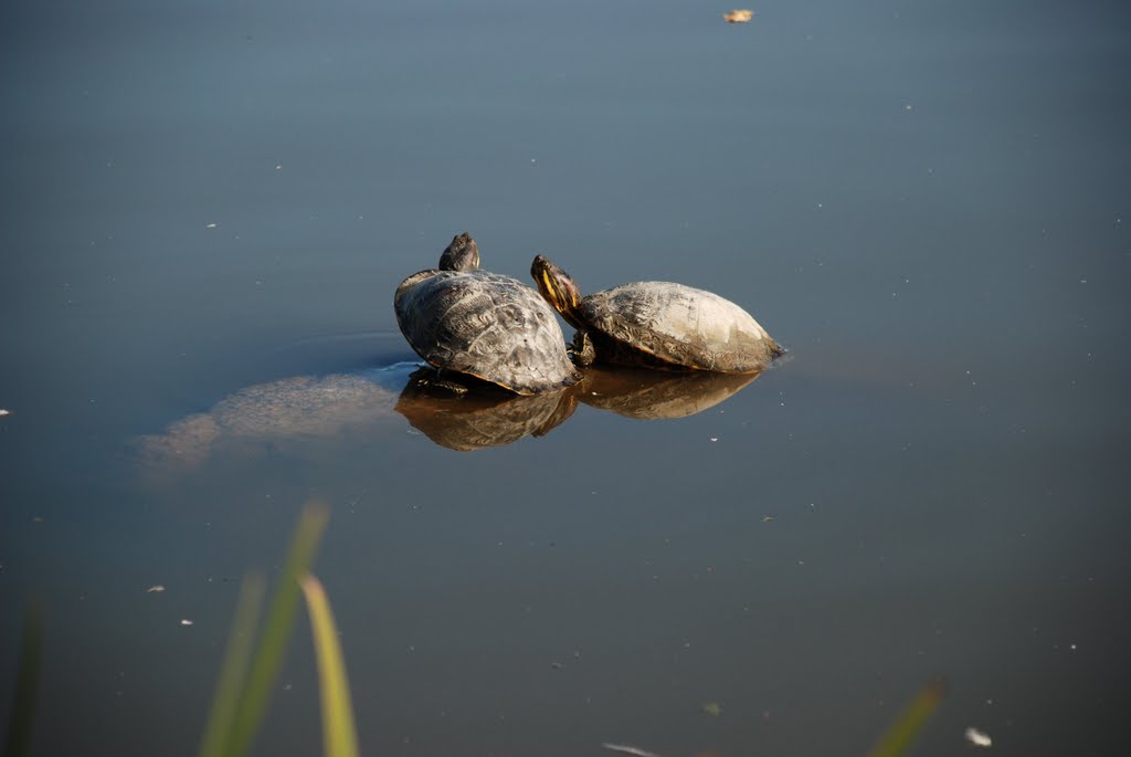 Tortoises of the Lost Lagoon by travelingnomad