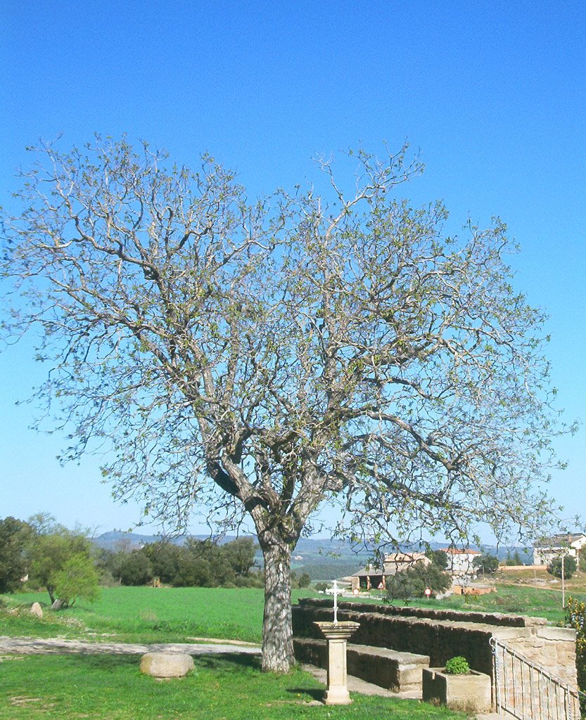 Navés, Solsonès by jordi domènech