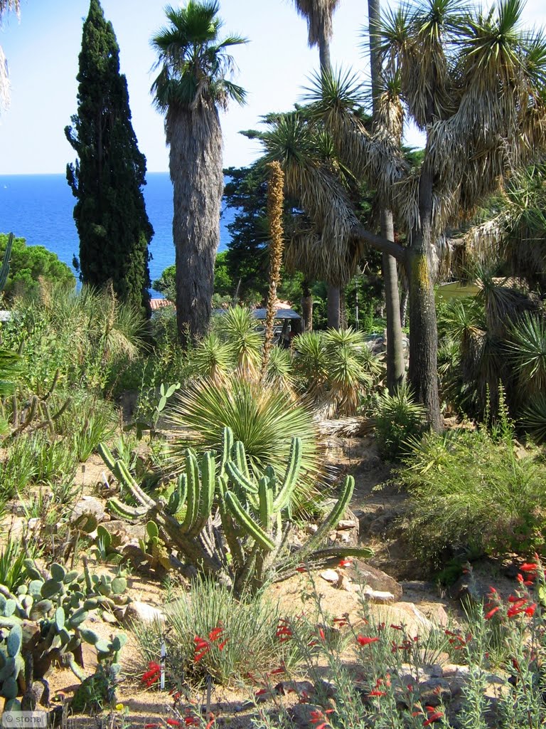 Jardí Botànic Marimurtra. Blanes. Costa Brava. Catalunya by STONA