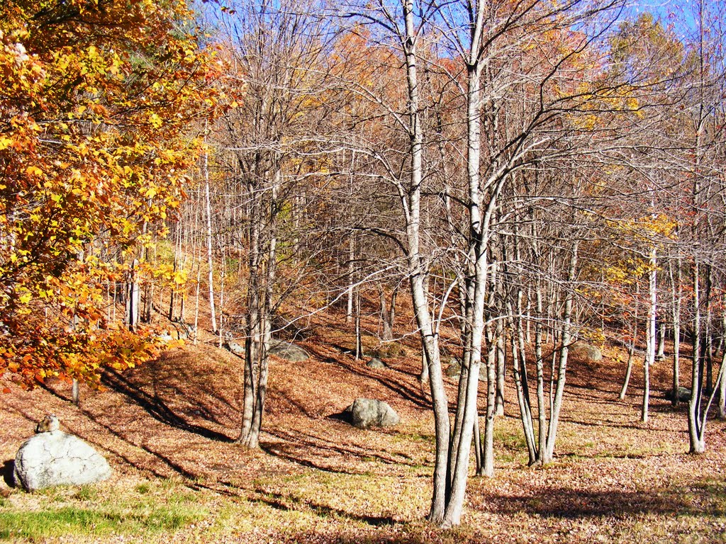 We cut the firewood and burned the brush. by JB The Milker