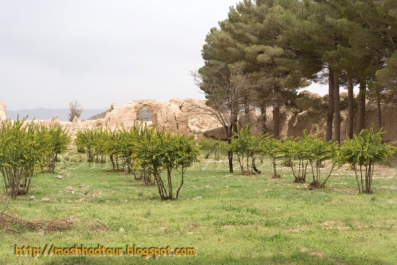 Iran, Khorasan , Birjand, Mud Garden, ،ایران، خراسان جنوبی ، بیرجند ، قلعه ی مود by Mohsenmoossavi