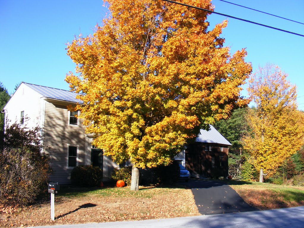 Maples are filled with color. by JB The Milker