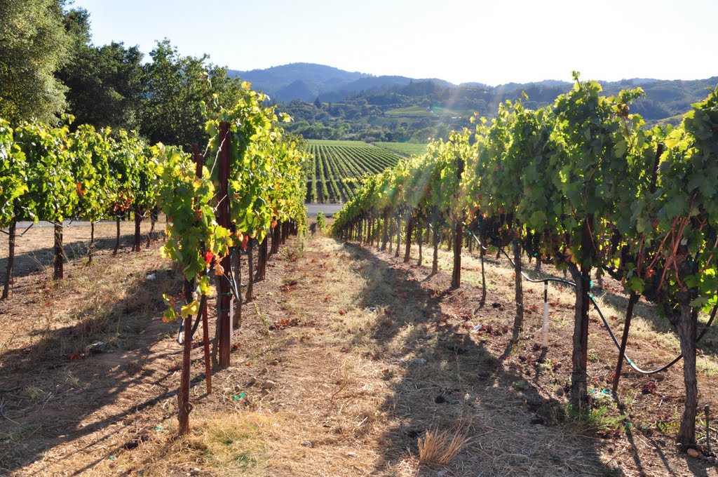 Vineyards on Dry Creek Road by Enikő Torneby