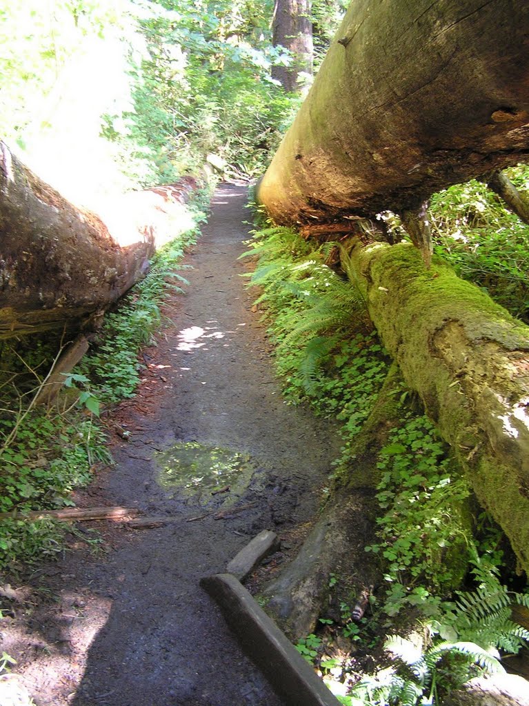 End of the trail between to fallen trees by rwdw