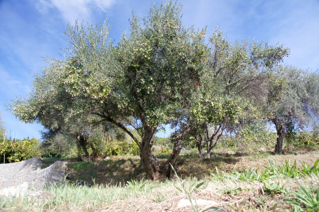 Olive tree.. by els f